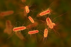 会「放电」的细菌！微生物另类呼吸术开启永续能源契机